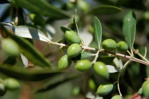 skopelos à l'huile d'olive, produits traditionnels skopelos