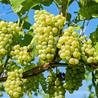 grapes skopelos, wine skopelos, traditional products skopelos