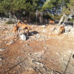 חווית Skopelos