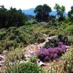 Skopelos skopelos ბუნება
