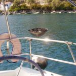 Skopelos see-uitstappie dolfyn van skopelos