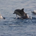 Skopelos Mier Ausfluch Delfin vu Skopelos