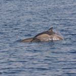 Skopelos Mier Ausfluch Delfin vu Skopelos