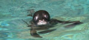 to nejlepší ze skopelos, skopelos com mořský park alonissos středomořský tuleň