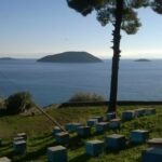 Skopelos com Ktima stamatiou stamatiou estate bio skopelos honey local products