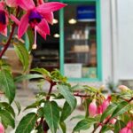 skopelos com to kafasi coffee shop handmade dessets skopelos chora