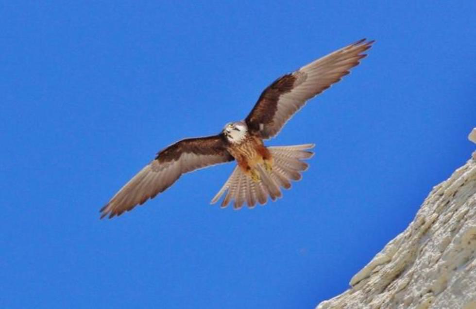 Exploring Avian Wonders: Birdwatching in Skopelos