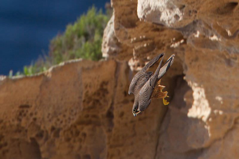 Birdwatching Birdwatching Tours