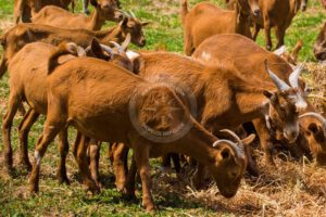 Skopelos Local Products Gerakis Goat Cheese Katiki Ladotiri Trahanas Milk