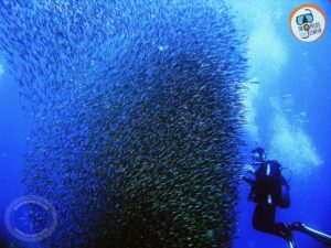 Σκόπελος Καταδυτικό Κέντρο, Καταδυτικό Κέντρο Σκοπέλου, Δραστηριότητες Ψυχαγωγία, Adrina Beach Hotel, Καταδύσεις, Diving Center, Scuba Diving And Snorkeling In Dive Center, Βόρειες Σποράδες, Ελλάδα