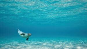 Skopelos Sea Excursion Dolphin Of