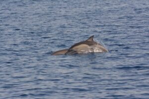 Skopelos Sea Excursion Dolphin Of