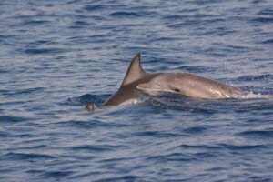 Skopelos Sea Excursion Dolphin Of