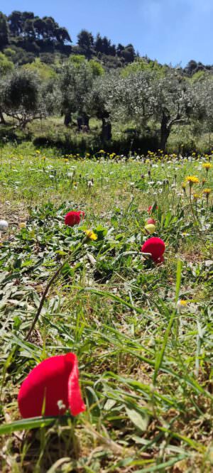 Skopelos Stafylos Adventure Park