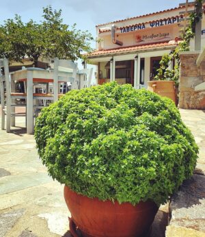 Skopelos Grill House Taverna Iliovasilema Glossa