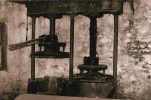 Skopelos Olive Oil Antoniou Family