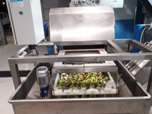 Skopelos Olive Oil Antoniou Family