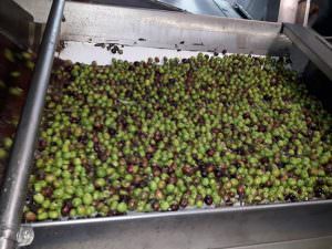 Skopelos Olive Oil Antoniou Family