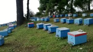 Skopelos Ktima Stamatiou Stamatiou Estate Bio Honey Local Products