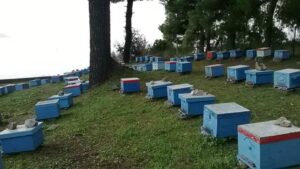 Skopelos Ktima Stamatiou Stamatiou Estate Bio Honey Local Products