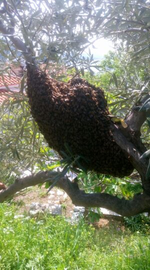 Skopelos Ktima Stamatiou Stamatiou Estate Bio Honey Local Products