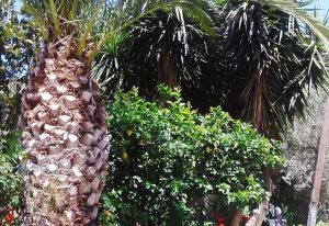 Skopelos Ippokampos Panormos