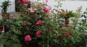 Sofia's Garden Studios