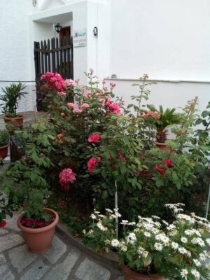 Sofia's Garden Studios