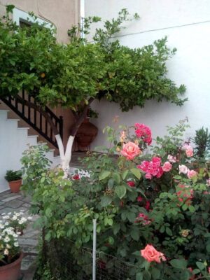 Sofia's Garden Studios
