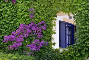 Skopelos Adrina Beach Hotel Photo