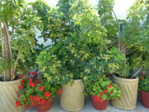 Skopelos Amalia  2 Hotel, Hotels, Hotels Amalia 2, Chora, Port, Mamma Mia Island, Aegean Sea, Greece