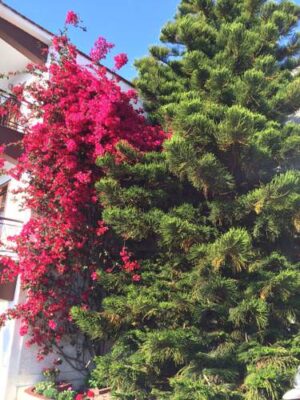 Σκόπελος Ξενοδοχείο Αμαλία, Ξενοδοχεία, Ξενοδοχεία Αμαλία, Χώρα, Λιμάνι, Αιγαίο Πέλαγος, Βόρειες Σποράδες, Ελλάδα