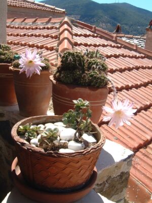 Skopelos Julia Demiliano