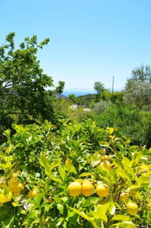 Skopelos Alikias Country House
