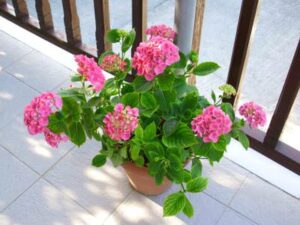 Skopelos Pansion Platana 7