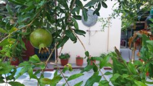 Skopelos Pension Soula