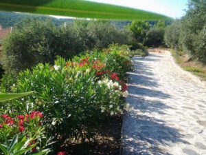 Skopelos Elies Houses 02