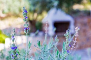 Skopelos Pool Villa Revenio