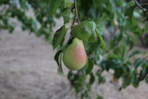 Skopelos Villa Elektra