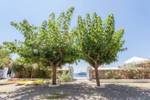 Skopelos Thalpos Holidays